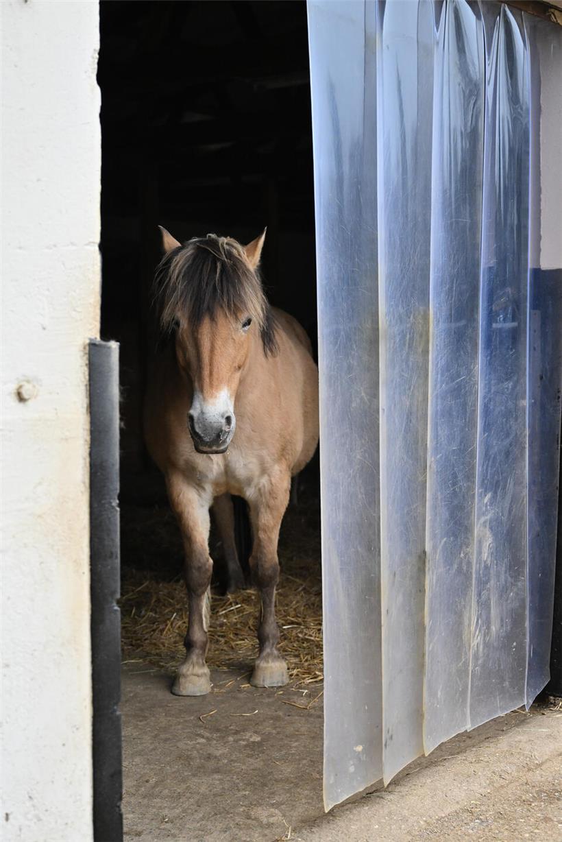 Hühner bewegen sich frei zwischen Stall und Außenbereich auf einem artgerechten Bauernhof