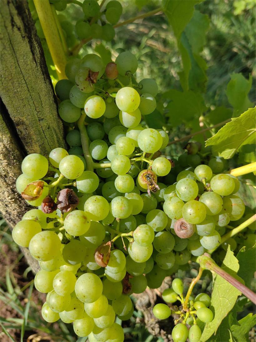 Die Trauben schmecken noch relativ sauer, den Wespen scheint das allerdings nichts auszumachen.
