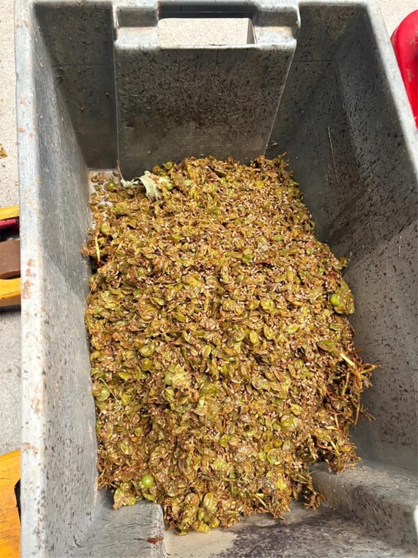 Die Traubenreste, die wir aus der Presse entfernt haben