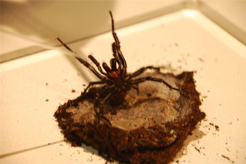 Die Trichternetzspinne lässt sich offenbar relativ leicht einfangen
