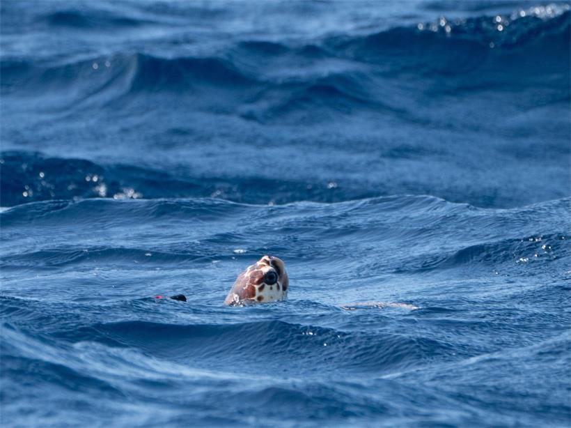 Die Unechte Karettschildkröte „Iona“, die letztes Jahr über tausend Kilometer von ihrem natürlichen Lebensraum entfernt an einem Strand in Schottland angeschwemmt wurde, schwimmt im Atlantik in der Nähe der Azoren