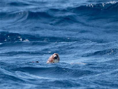 Die Unechte Karettschildkröte „Iona“, die letztes Jahr über tausend Kilometer von ihrem natürlichen Lebensraum entfernt an einem Strand in Schottland angeschwemmt wurde, schwimmt im Atlantik in der Nähe der Azoren