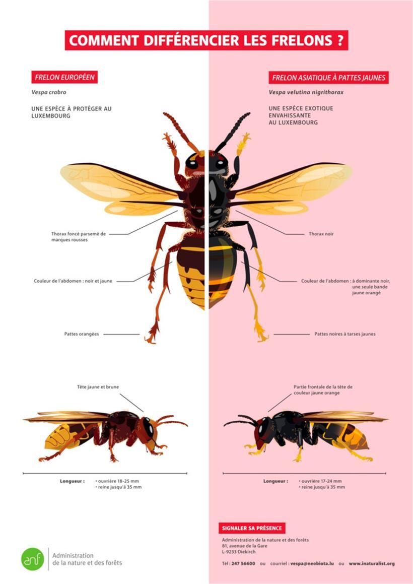 Die Unterschiede zwischen europäischen und asiatischen Hornissen
