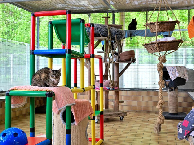 Vier Hunde im Düdelinger Tierasyl warten auf den Umzug in neue Unterkünfte in wenigen Wochen