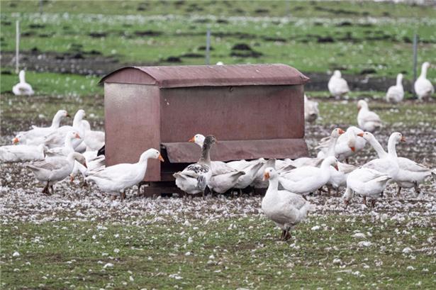 Die Vogelgrippe gilt in Luxemburg als unter Kontrolle
