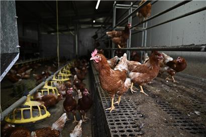Vogelgrippe-Ausbruch bei privatem Geflügelhalter in Schengen, Geflügelkrankheit, Biosecurity-Maßnahmen