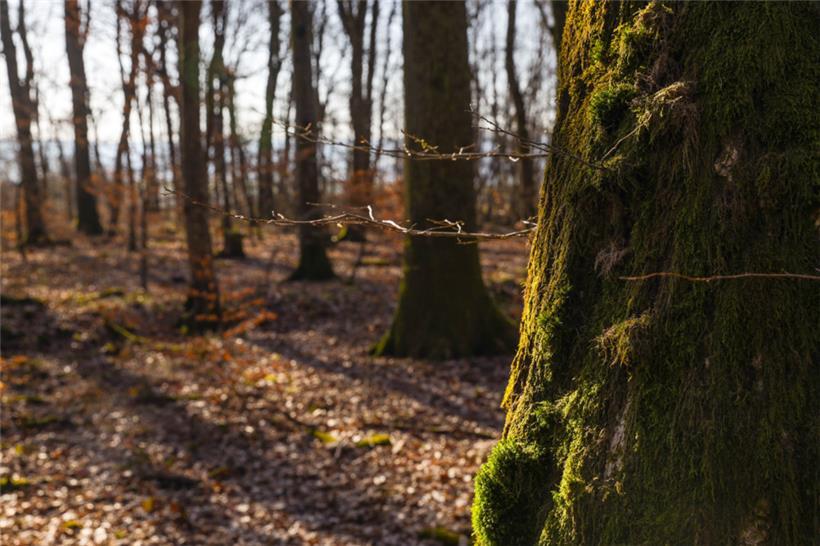 Die Wälder sollten klimaresilienter gestaltet werden.