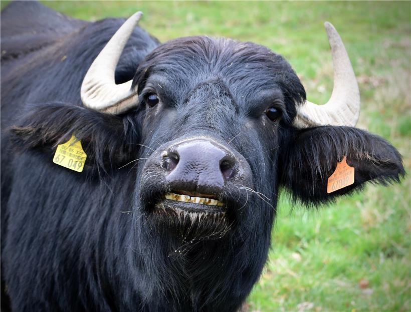 Die Wasserbüffel haben es sich im Syrtal gemütlich gemacht
