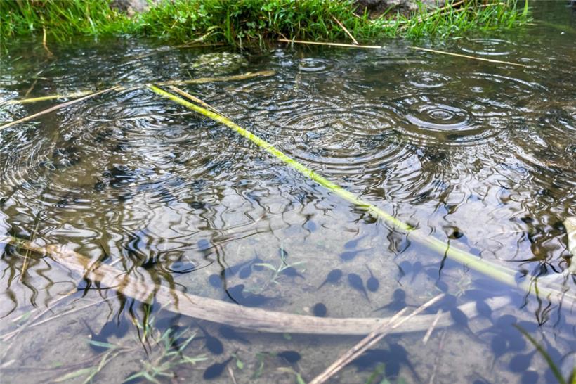 Die Wasserpegel steigen
