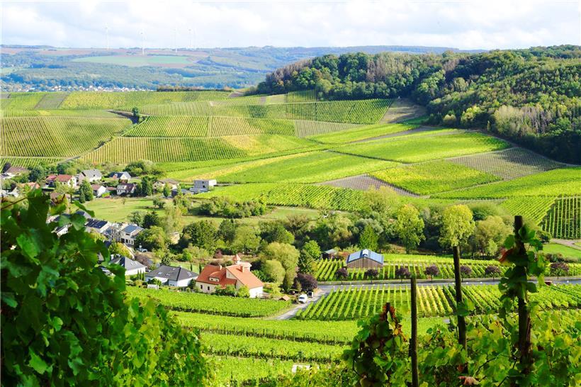 Die Weinberge bei Bech-Kleinmacher
