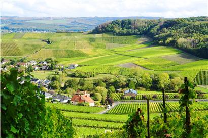 Die Weinberge bei Bech-Kleinmacher
