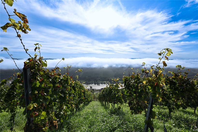 Die Weinlage „Koeppchen“ ist eine Steillage und gilt als eine der besten Lagen f...