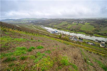 Die „Wuermer Koeppchen“ gehört zu den bekanntesten Lagen Luxemburgs. Die steilen Hänge bestehen aus muschelkalkhaltigem Boden
