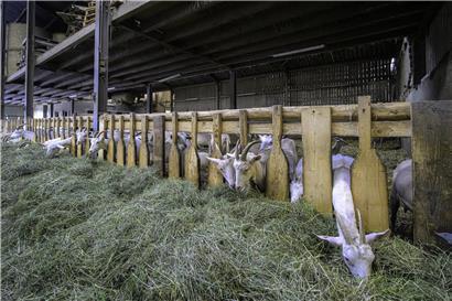 Ziegen auf dem Biohof Baltes in Stegen fressen gesund, nachhaltig ohne und mit PAN-Bio 2030 Futter