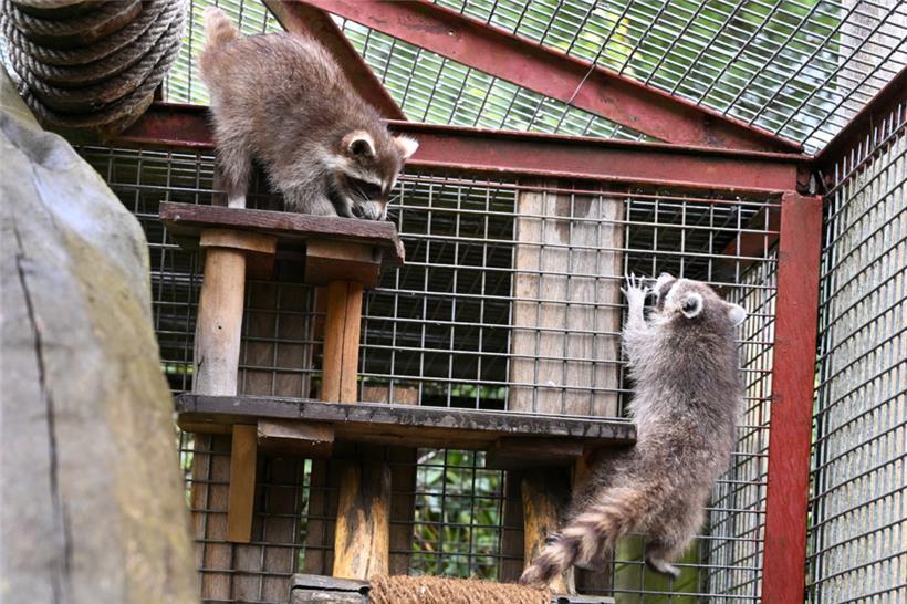 Die Zuzügler Flipsi und Sachi im Waschbärengehege
