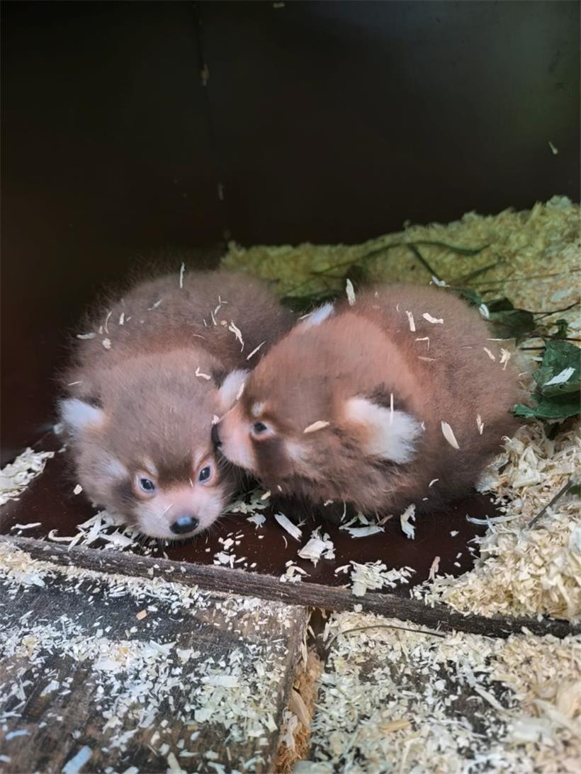 Die Zwillinge sind am 22. Juni geboren worden
