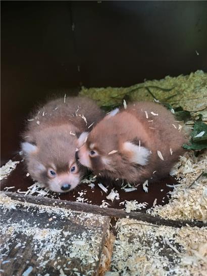 Die Zwillinge sind am 22. Juni geboren worden
