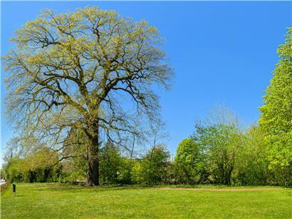 300 Jahre alte „arbre remarquable“ Eiche in Moutfort, symbolträchtiger Naturbaum mit historischem Wert