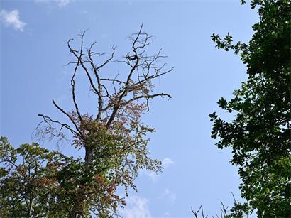 Die anhaltende Trockenheit setzt vielen Stadtbäumen sichtbar zu