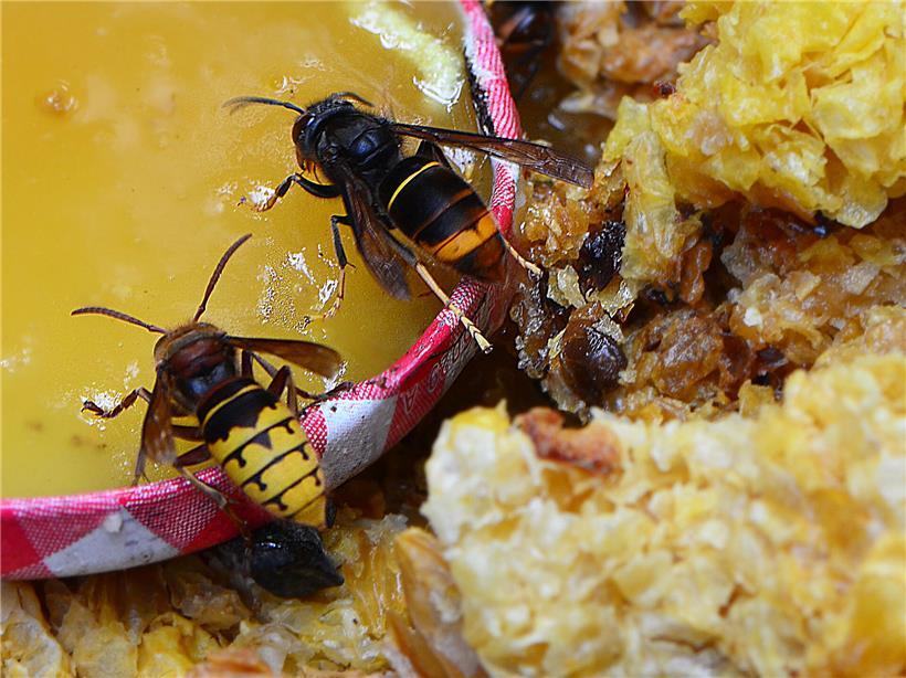 Asiatische Hornisse rechts und europäische Hornisse links im Vergleich, Nahaufnahme der Insekten auf grünem Hintergrund