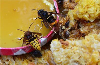 Die asiatische Hornisse (rechts) und ihre europäische Verwandte (links)
