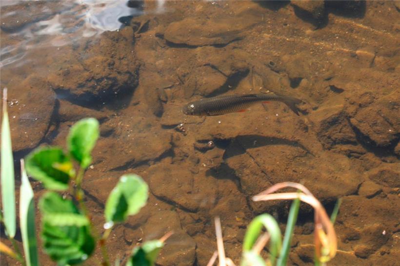 Die derzeitige Lage ist alles andere als ideal für die im Wasser lebenden Tiere
