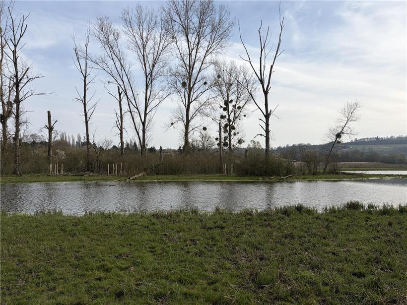 Drei Zitterpappeln am Teich im grünen Naturschutzgebiet bei klarem Himmel