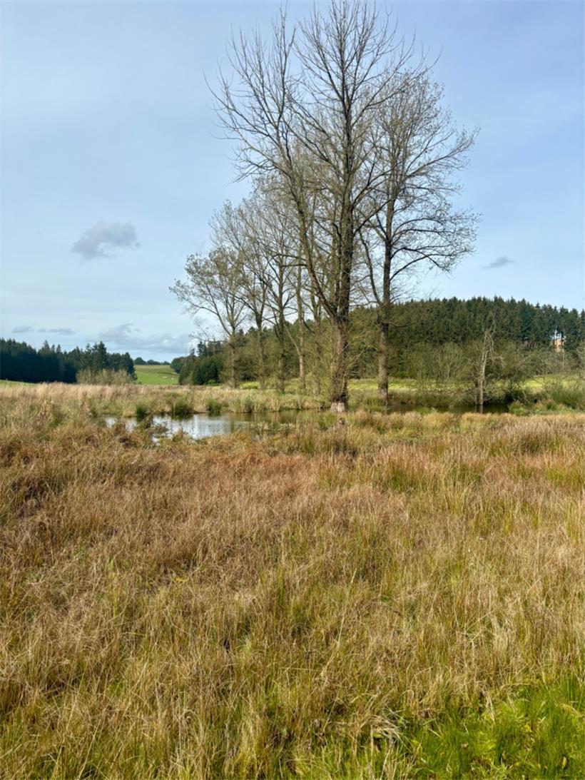 Die ehemaligen Fischteiche wurden so umgestaltet, dass sie einen geeigneten Lebensraum für Wasservögel und Amphibien bieten
