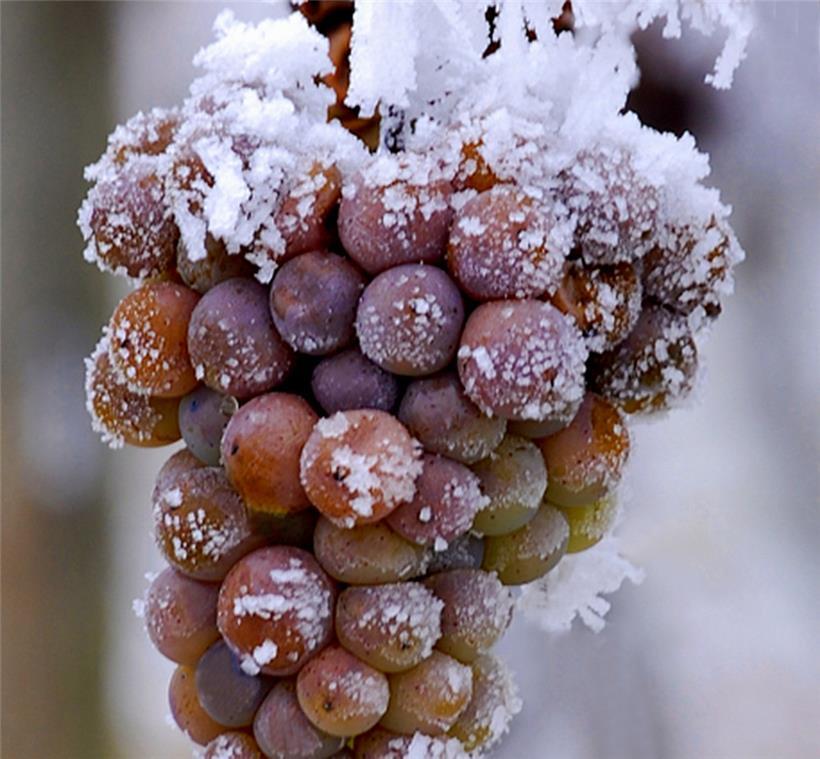 Die erforderliche Temperatur von -7 °C für die Eiswein-Ernte wird leider nur noch sehr selten erreicht

