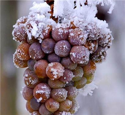 Die erforderliche Temperatur von -7 °C für die Eiswein-Ernte wird leider nur noch sehr selten erreicht
