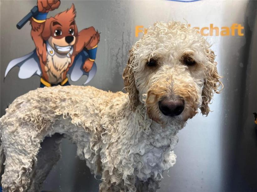 Die erste und bisher einzige „Dogwash“-Anlage Luxemburgs befindet sich in Echternach

