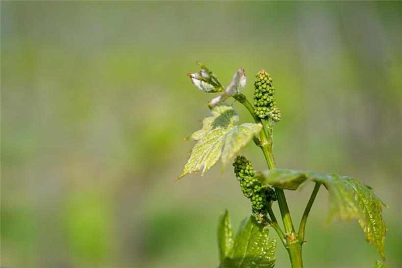 Die ersten Träubchen sind da!
