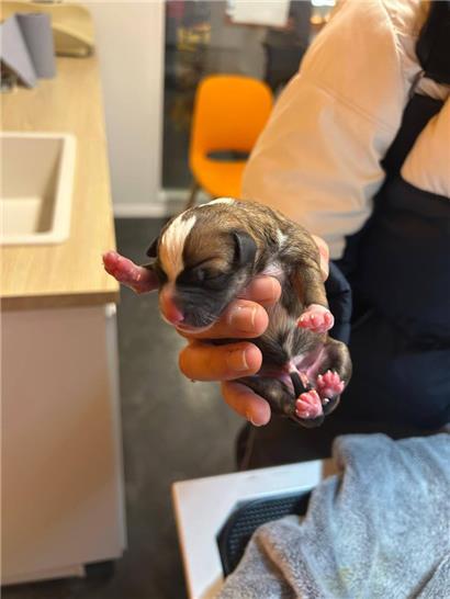 Die gefundenen Welpen waren nur einen Tag alt – die Augen sind noch geschlossen
