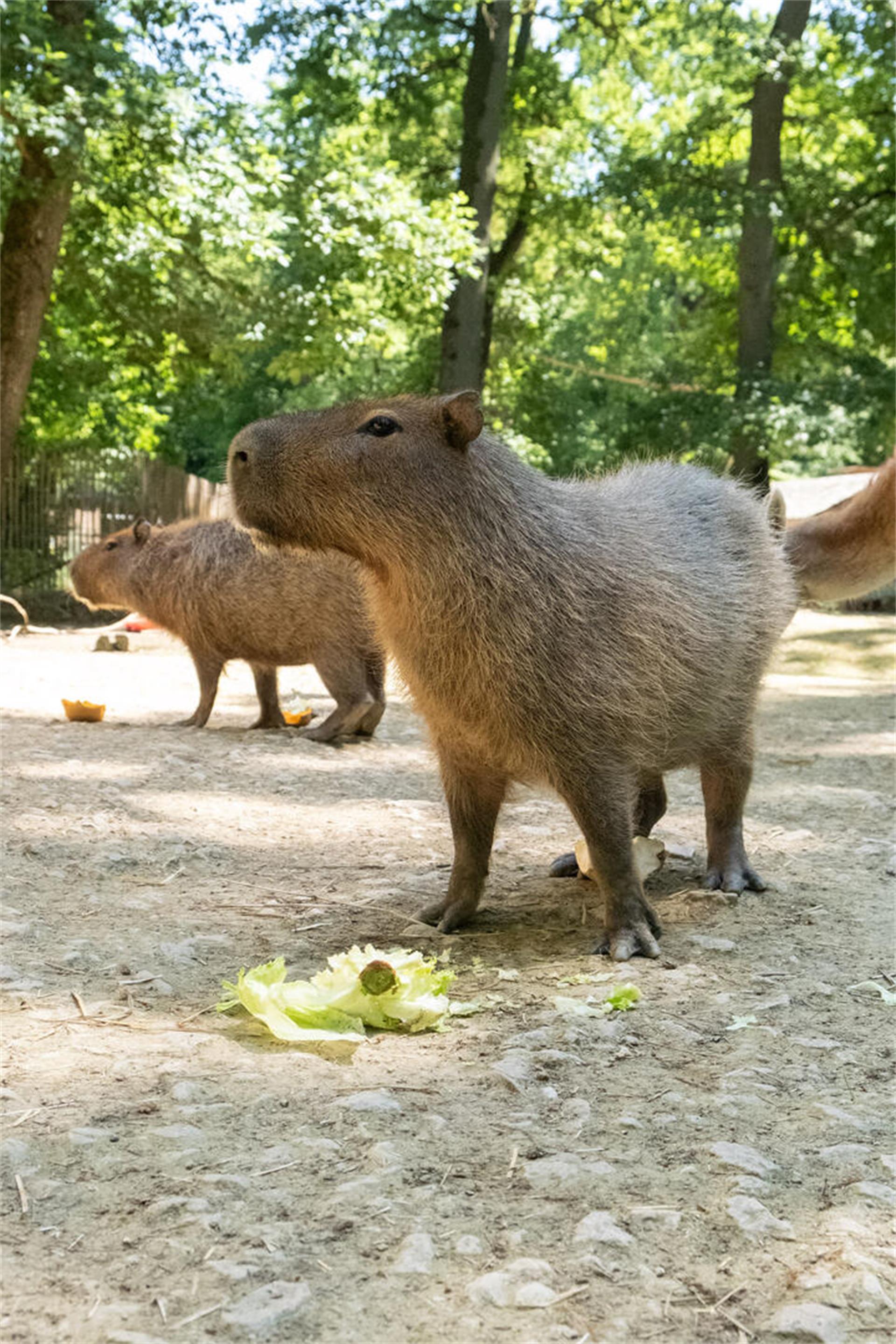 Großes, ruhiges Nutria- oder Capybara-Nagetier entspannt in natürlicher Umgebung, größte Nagetiere der Welt.