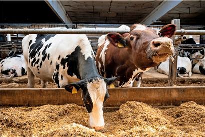 Die industrielle Fleischproduktion bringt großes Leid mit sich
