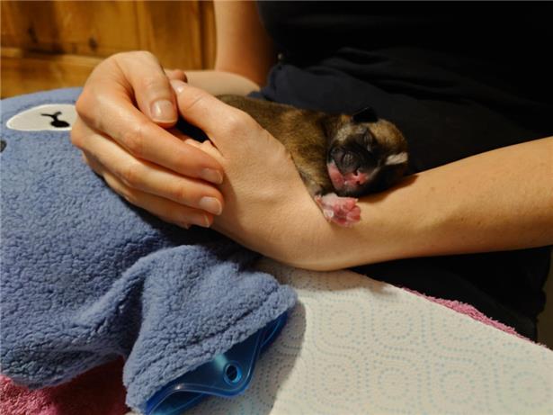 Die kleinen Welpen sind erst fünf Tage alt
