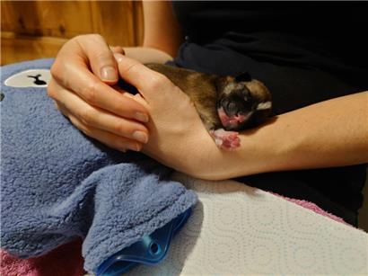 Die kleinen Welpen sind erst fünf Tage alt
