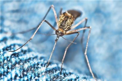 Die kleinen, nervigen Vampire des Sommers

