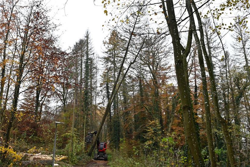 Die luxemburgischen Wälder befinden sich in einem schlechten Zustand
