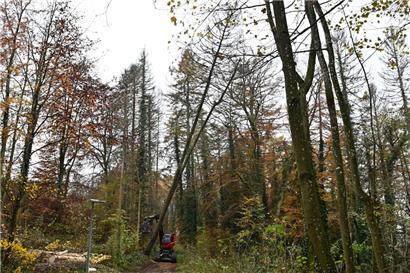 Die luxemburgischen Wälder befinden sich in einem schlechten Zustand
