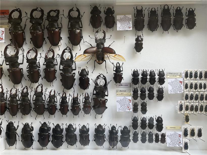 Sammlung von Käfern aus dem Osten Frankreichs und Luxemburg, Nahaufnahme verschiedener Insektenarten in natürlicher Umgebung