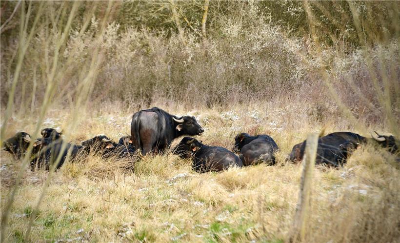 Die neun Wasserbüffel lassen sich vom Wetter nicht aus der Ruhe bringen
