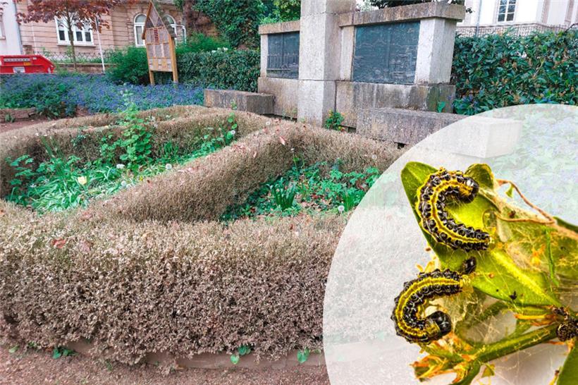 Die schwarz-grünen Raupen töten die Buchsbäume in kürzester Zeit
