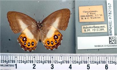 Die schwarzen Ringe auf den leuchtend orangefarbenen Flügeln der fliegenden Insekten erinnern an das alles sehende Auge, das in den Büchern von J. R. R. Tolkien beschrieben und in der Filmreihe dargestellt wird
