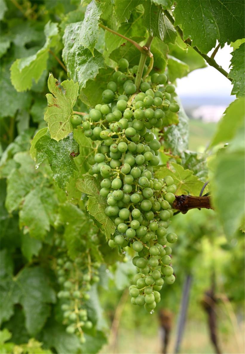 Die sogannte Véraison, der Reifebeginn der Trauben, steht kurz bevor
