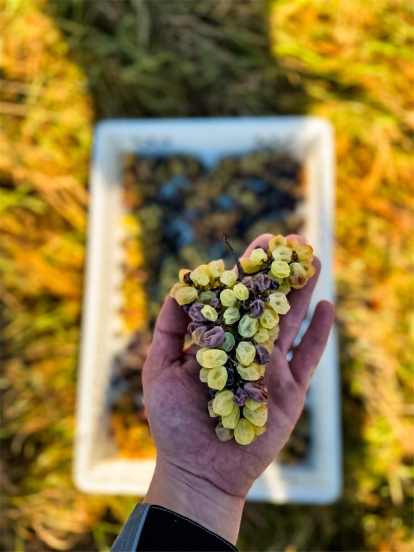 Die späte Ernte sorgt für die Edelsüsse