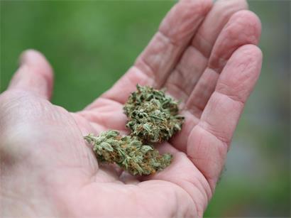 Synthetische Cannabinoide werden auf gewöhnliche Hanfblüten gesprüht, Gefahr durch verfälschte Cannabisprodukte