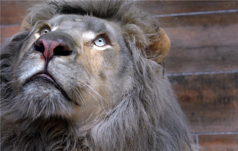 Die weißen Löwen können weiterhin im Zoo von Amnéville besucht werden
