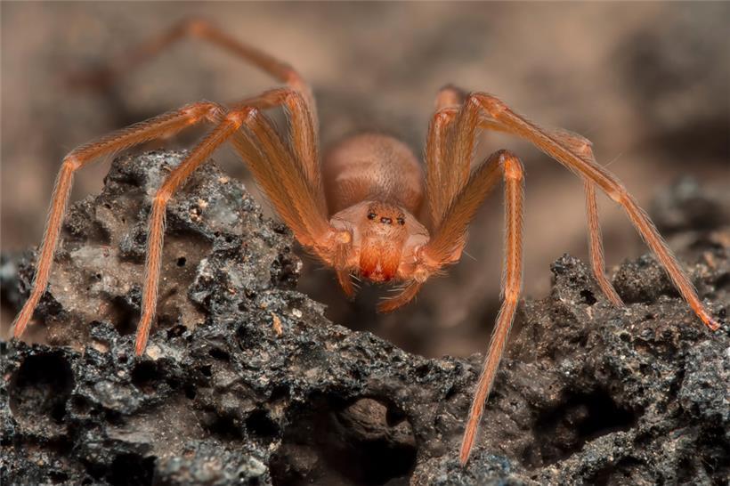 Die Loxosceles rufescens gehört zu den eher kleinen Spinnen ihrer Art
