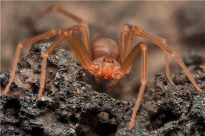 Die Loxosceles rufescens gehört zu den eher kleinen Spinnen ihrer Art

